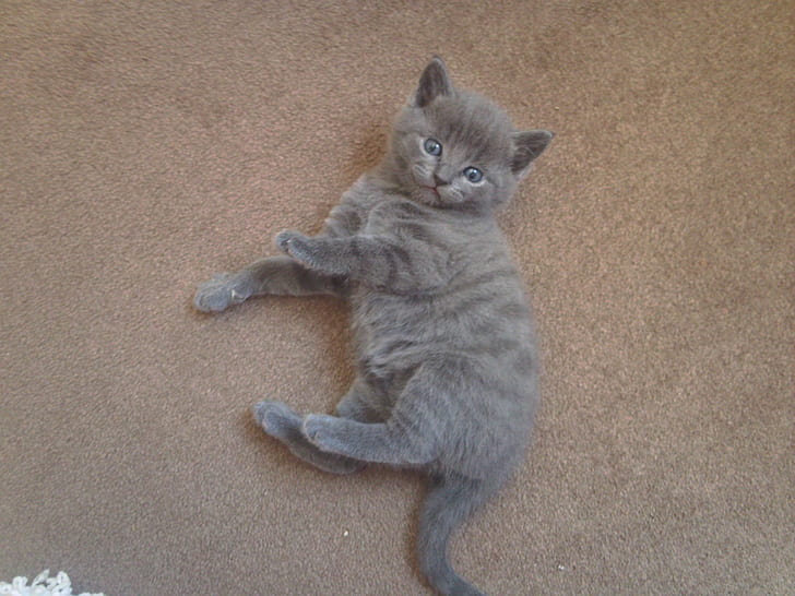 Grey Kitten, kitten, grey, cats, animals, HD wallpaper