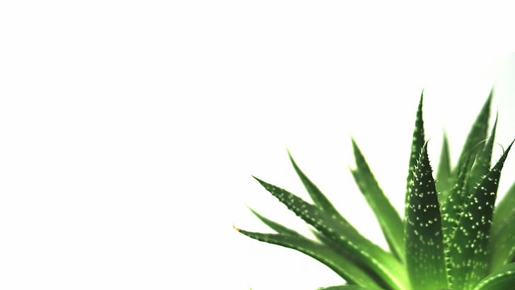 background, macro, minimalistic, nature, plants, Simple, succulents, white, HD wallpaper