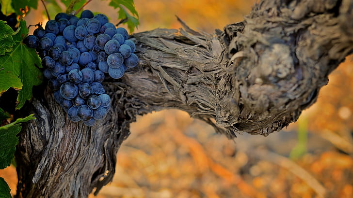 Grapes On The Vine, purple, bark, vine, grapes, 3d and abstract, HD wallpaper