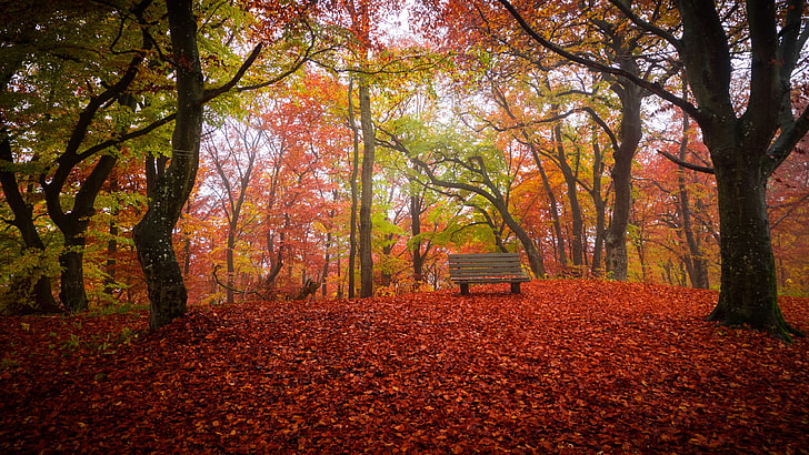 banc, parc, nature, feuilles d'automne, automne, bois, arbre, couleurs d'automne, à feuilles caduques, siège, forêt, Fond d'écran HD