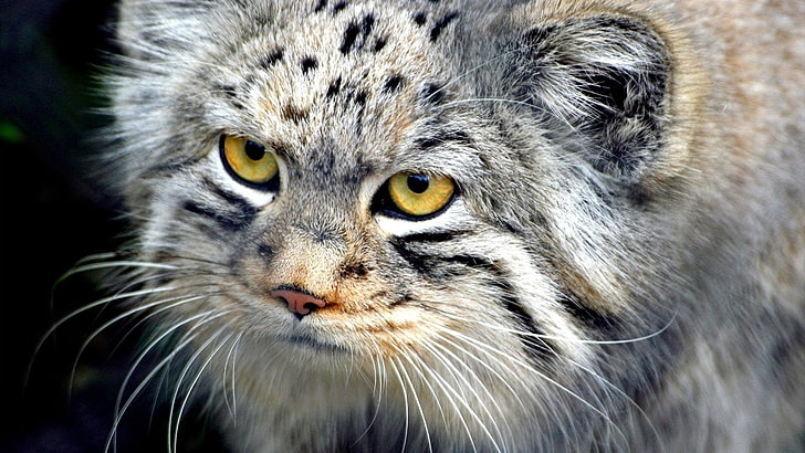 long-fur gray cat, mustache, face, hair, eyes, pallas, HD wallpaper