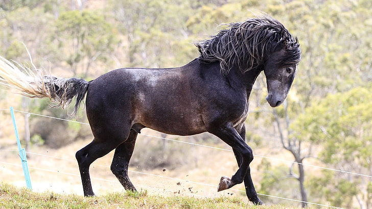 schwarzes Pferd, Tiere, Pferd, HD-Hintergrundbild
