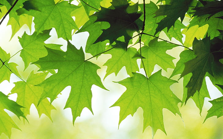 Green Maple Leaf, Green, Maple, Leaf, HD wallpaper