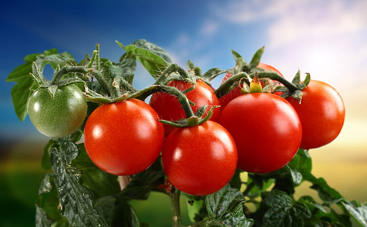 Tomatoes, Food and Drink, Garden, Fruits, Edible, Outdoor, Harvest, Growing, Natural, tomatoes, tomato, food, redtomatoes, unripe, HD wallpaper