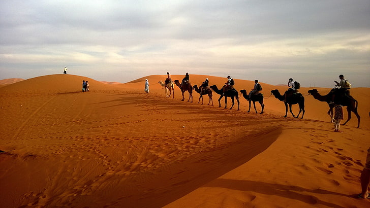 camel, animals, desert, HD wallpaper