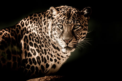 leopardo, leopardo, predador, focinho, olhar, HD papel de parede HD wallpaper
