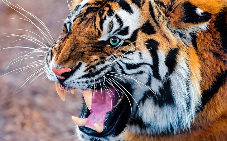 Menggeram Tiger-Wild Animal HD Wallpaper, Wallpaper HD