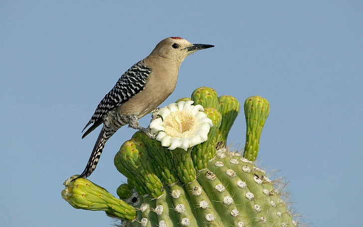 figurine d'oiseau marron et blanc, cactus, fleurs, oiseaux, Fond d'écran HD