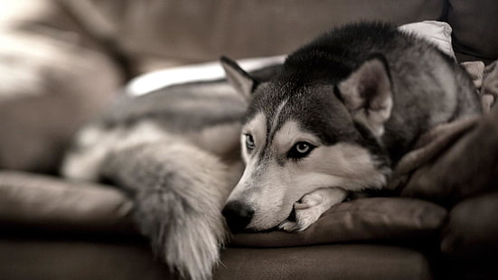 husky, doggie, dog, HD wallpaper HD wallpaper