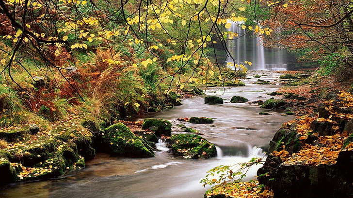 горски поток-красива природа тапет, кафяви листни дървета, HD тапет