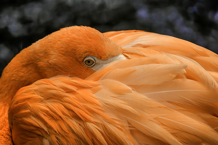 gros plan photographie d'oiseau orange, flamant rose, flamant rose, flamant rose, gros plan photographie, orange, oiseau oiseau, animal, nature, oiseau, faune, bec, plume, Fond d'écran HD