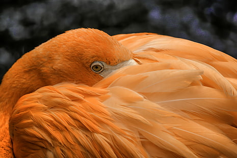 фотография отблизо на оранжева птица, фламинго, фламинго, фламинго, отблизо фотография, оранжева, птица птица, животно, природа, птица, дивата природа, клюн, перо, HD тапет HD wallpaper