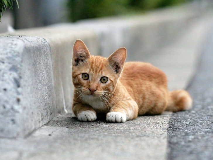 orange tabby cat, cat, lying, look, HD wallpaper