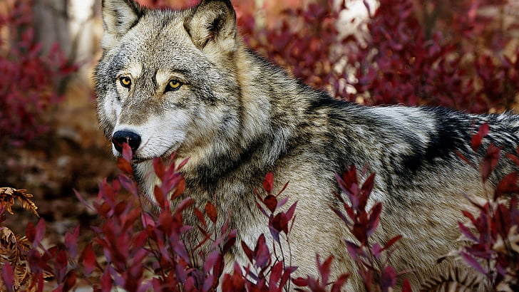 wolf, canine, animals, timber wolf, grey fox, fox, coyote, mammal, animal, wild, fur, HD wallpaper