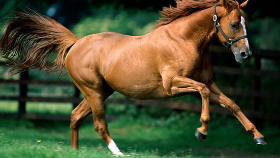 лошадь, животные, HD обои HD wallpaper