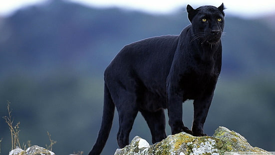 panthers, big cats, animals, Black Panther, nature, HD wallpaper HD wallpaper