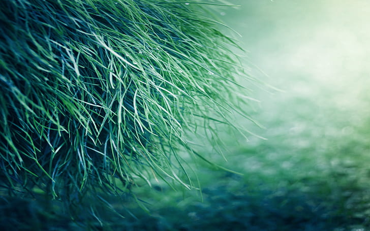 Pure Grass HD, nature, landscape, grass, pure, HD wallpaper
