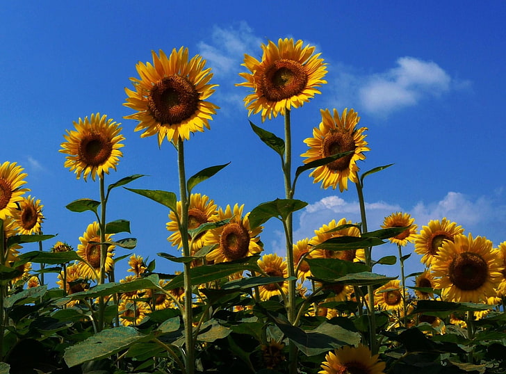 yellow sunflower field, sunflowers, field, summer, sky, sunny, mood, HD wallpaper
