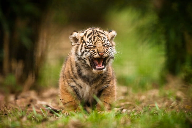 animais tigre animais bebê, HD papel de parede