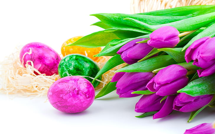 Фиолетовый тюльпан с пасхальными яйцами, красный и зеленый лепестковый цветок, Фиолетовый, Тюльпан, Цветы, Пасха, Яйцо, HD обои