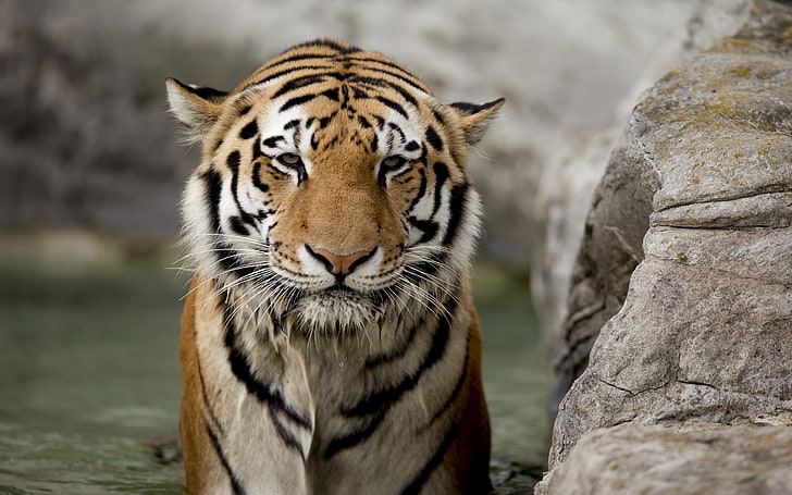 brown, white, and black tiger, tiger, face, stone, big cat, HD wallpaper