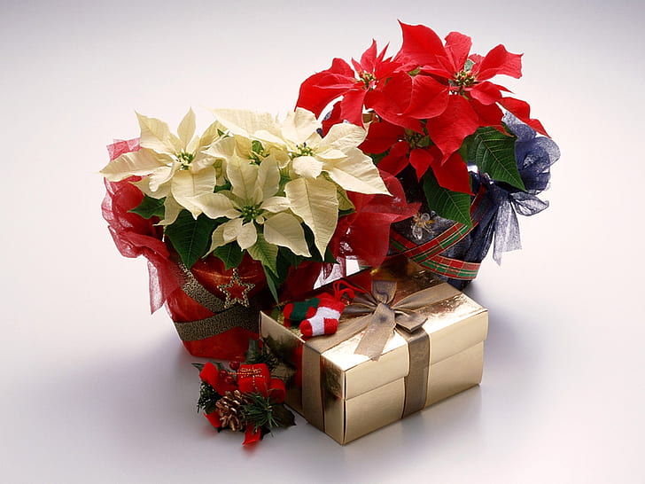 Christmas gift Poinsettias and gift Nature Flowers HD Art , Christmas, gift, present, poinsettia flowers, HD wallpaper
