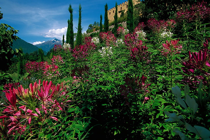 дървета, цветя, планини, замък, градина, Италия, храстите, Мерано, градини на замъка Траутмансдорф, Клеома, HD тапет