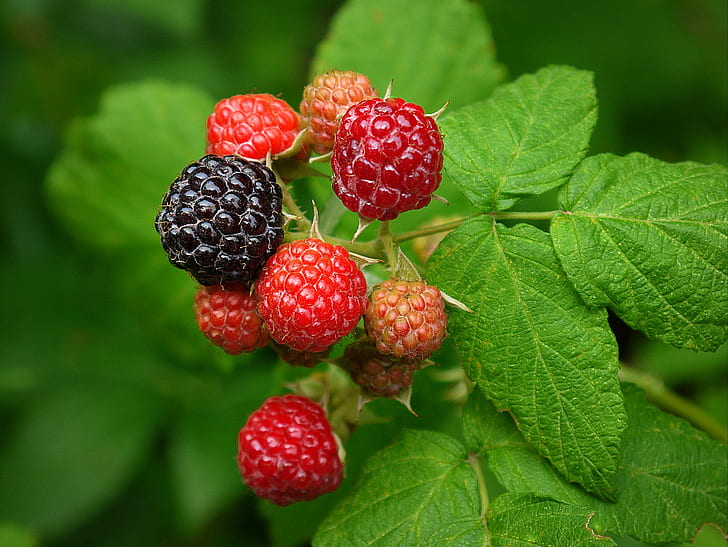 raspberries in close-up photo, Mixed, Berry, close-up, photo, black, raspberries, berries, fruit  vines, fruit, food, freshness, raspberry, leaf, ripe, berry Fruit, red, nature, organic, summer, sweet Food, healthy Eating, dessert, green Color, gourmet, HD wallpaper