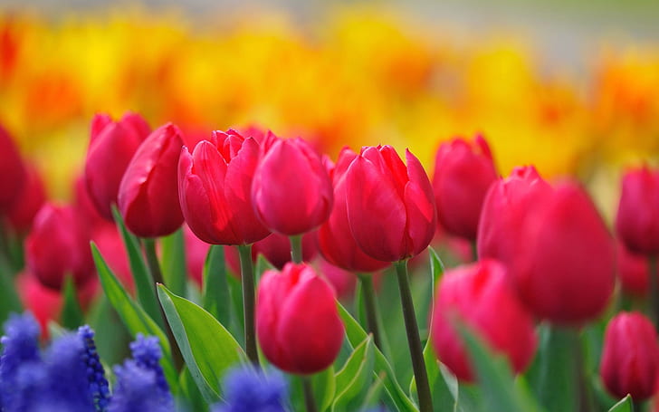 Czerwone tulipany, żółte kwiaty, hiacynty, wiosenna natura, różowe tulipany, czerwone, tulipany, żółte, kwiaty, hiacynty, wiosna, natura, Tapety HD