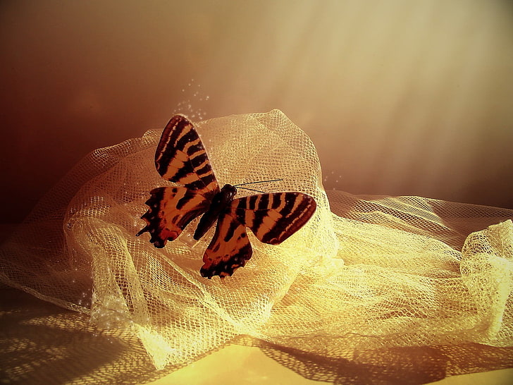 orange and black butterfly, butterfly, insect, animals, HD wallpaper