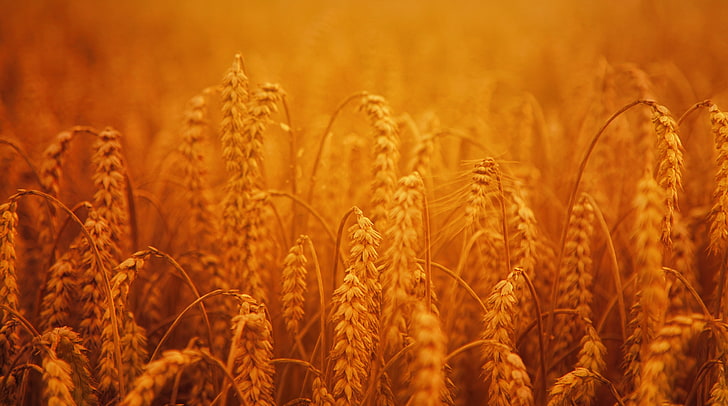 Golden Harvest Crops Seasons Autumn Nature Field Wheat Photography Hd Wallpaper Wallpaperbetter