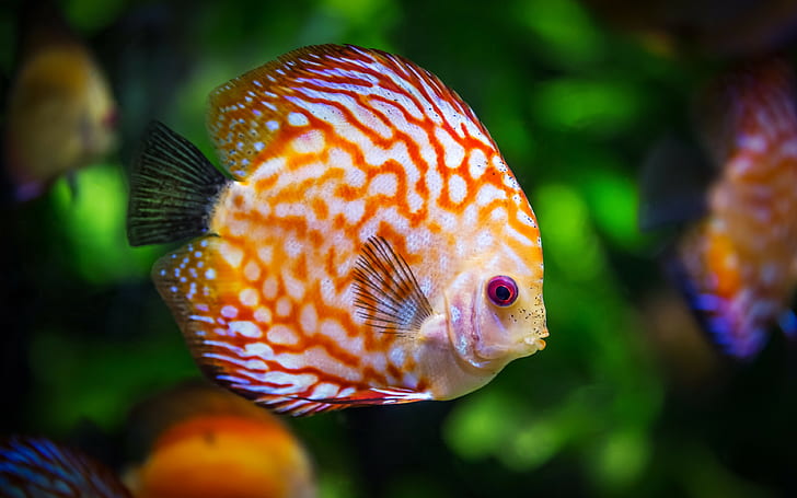 discus, fish backgrounds, color, Download 3840x2400 Discus, HD wallpaper