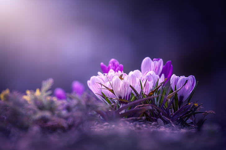 Flores, azafrán, primer plano, flor, naturaleza, flor púrpura, Fondo de pantalla HD