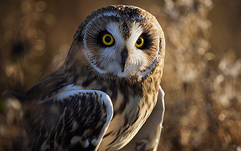 brown and white owl, bird, owl, nature, predator, HD wallpaper HD wallpaper