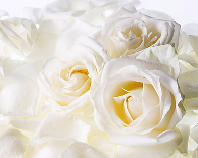 Roses blanches, blanches, roses, Fond d'écran HD HD wallpaper