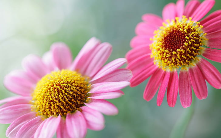 Soft pink, two flowers, Soft, Pink, Two, Flowers, HD wallpaper