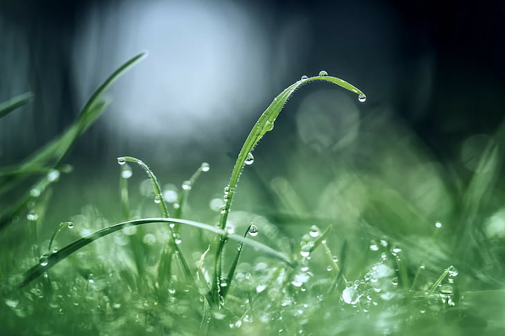 Morning after rain, grass, green, drops, dew, reflections, morning after rain, HD wallpaper