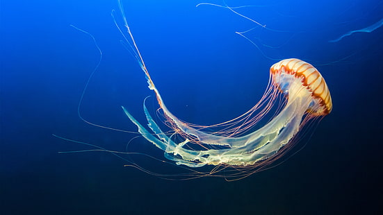 Jellyfishin Aquarium 4K 8K, พิพิธภัณฑ์สัตว์น้ำ, แมงกะพรุน, วอลล์เปเปอร์ HD HD wallpaper