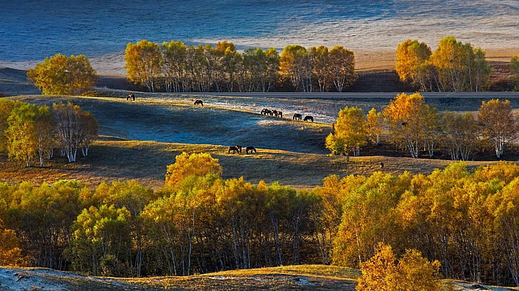 green-and-brown trees, landscape, nature, birch, trees, fall, plateau, horse, grass, China, yellow, putorana, Siberia, HD wallpaper