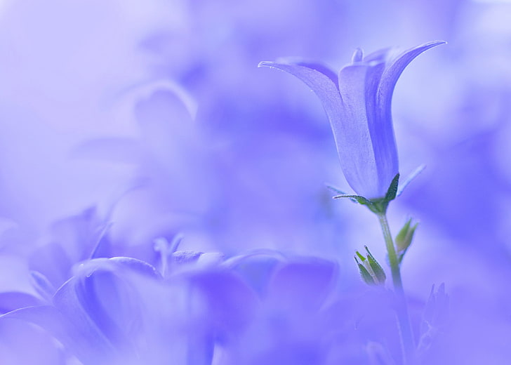 Flor morada, campana, primer plano, azul, Fondo de pantalla HD |  Wallpaperbetter