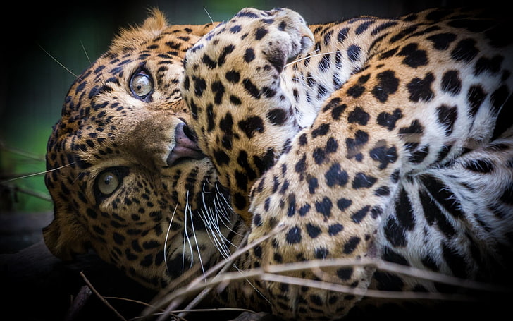 animal leopardo, leopardo, depredador, hocico, patas, Fondo de pantalla HD