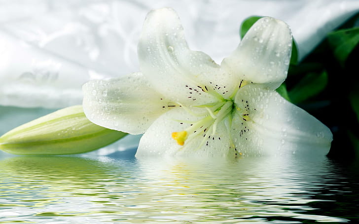 White Lilies, nature, flower, beautyful, white, lilies, 3d and abstract, HD wallpaper