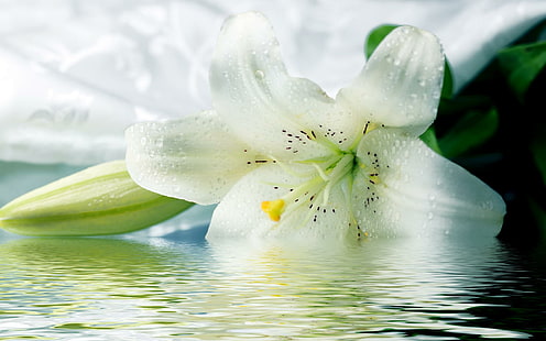 White Lilies, nature, flower, beautyful, white, lilies, 3d and abstract, HD wallpaper HD wallpaper