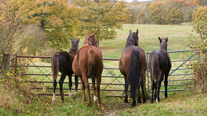 Mares and Foals, Oxfordshire, England, Animals, HD wallpaper