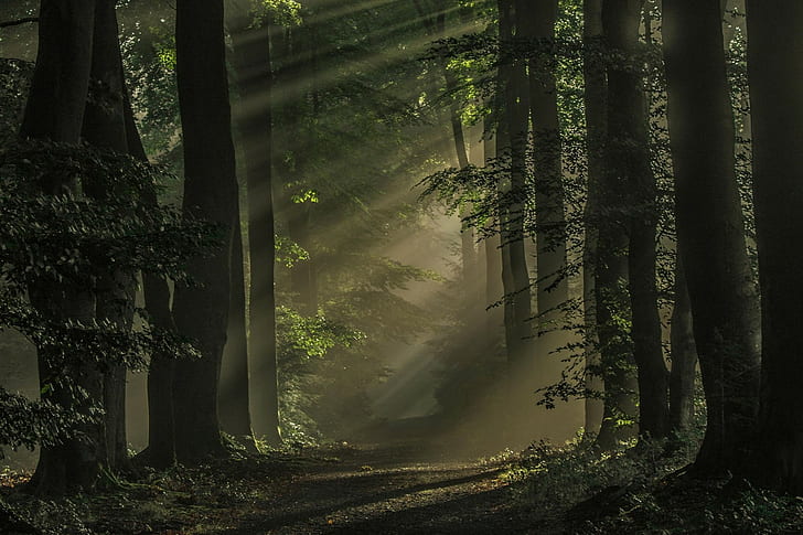 morgon, skog, atmosfär, landskap, Nederländerna, stig, solljus, natur, träd, solstrålar, mörk, dimma, HD tapet