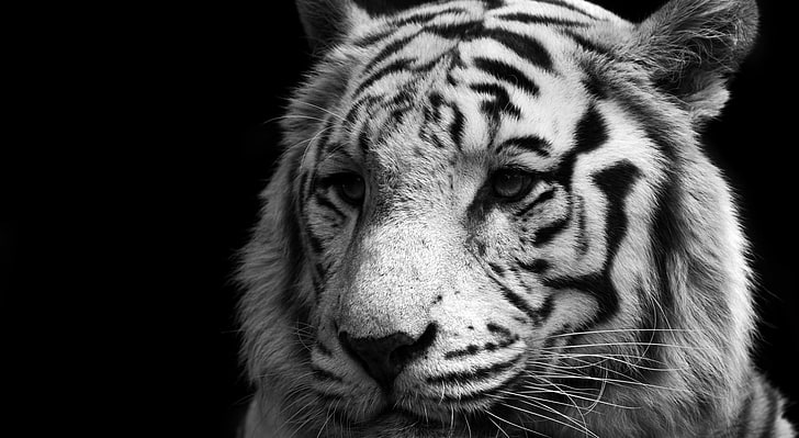 Tiger Black And White, grayscale photography of tiger, Black and White, Black, Wild, Tiger, Animal, HD wallpaper
