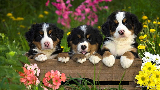 Dogs, Sennenhund, Animal, Baby Animal, Bernese Mountain Dog, Cute, Dog, Field, Flower, Puppy, HD wallpaper HD wallpaper