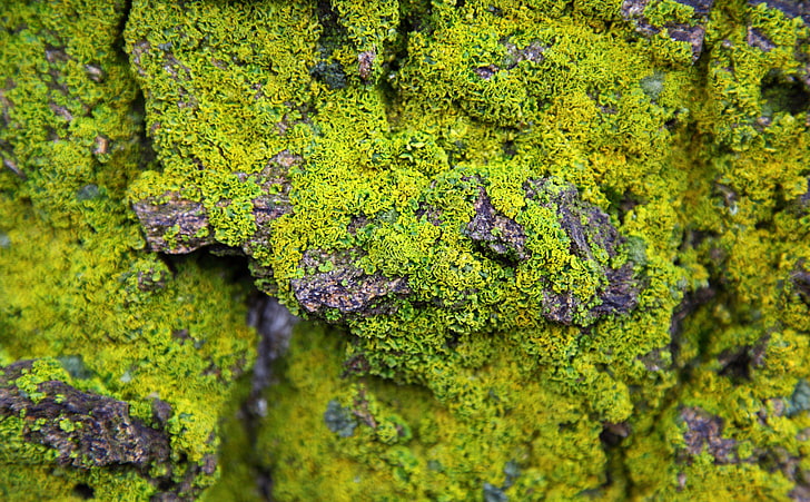 Flechten auf Felsen, grünes Moos in der Nahaufnahmephotographie, Aero, Makro, Felsen, Flechten, HD-Hintergrundbild
