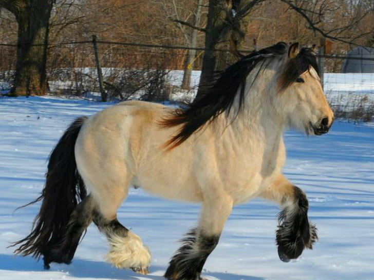 Horses Gypsy Vanner Animals Horses HD Art , horses, HD wallpaper