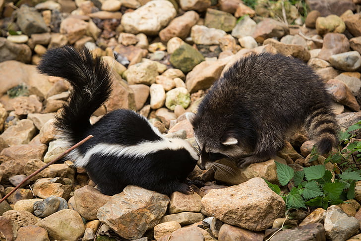 animals raccoons rocks skunk, HD wallpaper